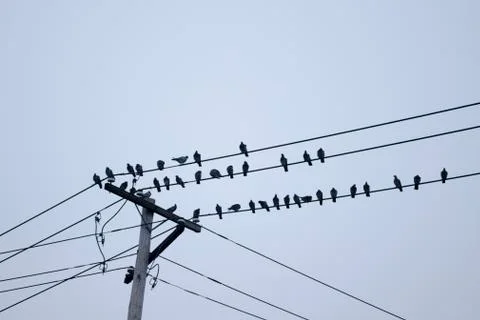 Birds perched on cables Stock Photos