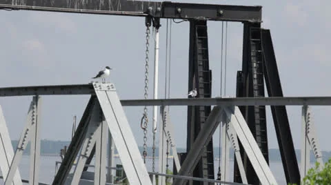 Birds perched on ferry bridge, static Stock Footage 24424125