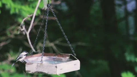 Birds perched. Stock Footage 219861424