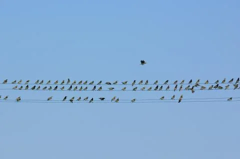Birds perched Stock Photos