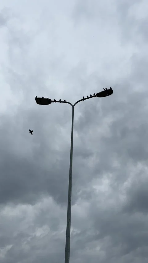 Birds Perched on Streetlight Under Dramatic Cloudy Sky Stock Footage 344006754