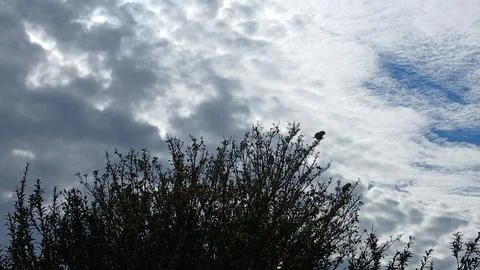 Birds Perched on Tree Against Cloudy Sky 스톡 사진