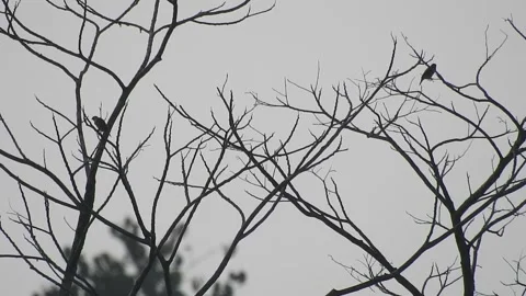 Birds Perched on Tree Branches at Sunset Stock Footage 308434186