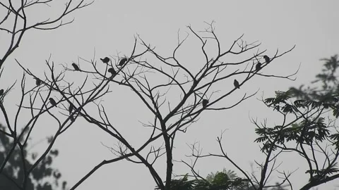 Birds Perched on Tree Branches at Sunset Stock Footage 308434230