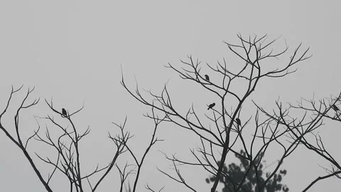 Birds Perched on Tree Branches at Sunset Stock Footage 308434259