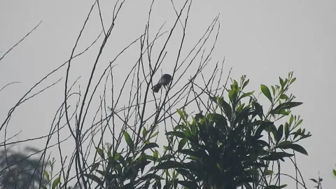 Birds Perched on Tree Branches at Sunset Stock Footage 308505735