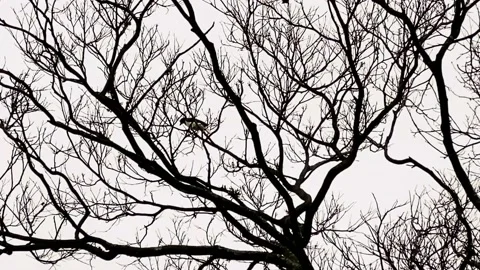 Birds perched in a tree top under a gray sky Видео 135843595