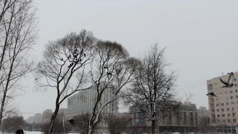 Birds perched on a tree in winter Stock Footage 147932930