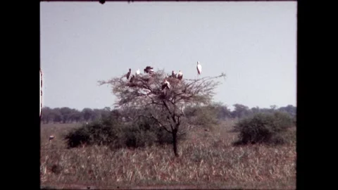 Birds Perched on Trees Stock Footage 276293155