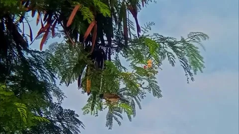 Birds perched on treetops Stock Footage 310454113