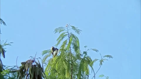 Birds perched on treetops Stock Footage 310454147