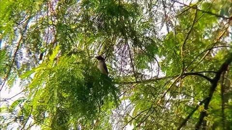 Birds perched on treetops Stock Footage 310454148