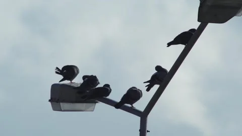 Birds Perched on Urban Structure Silhouette Stock Footage 335966573