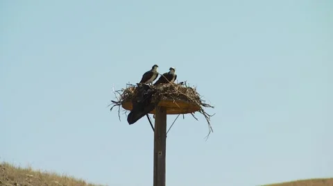 Birds perching on nest Stock Footage 55332458