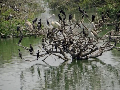 Birds 스톡 사진