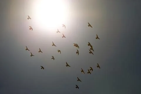 Birds Stock Photos