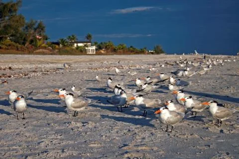 Birds Stock Photos