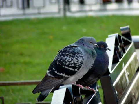 Birds Stock Photos