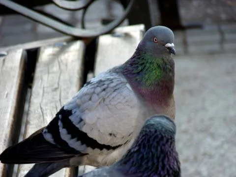 Birds Foto stock