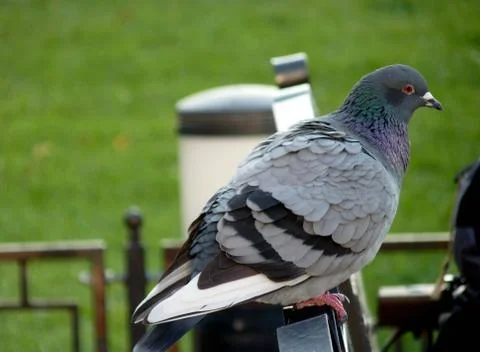 Birds Stock Photos