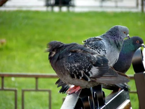Birds Stock Photos