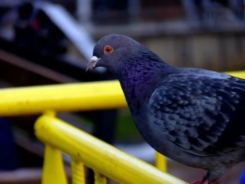 Birds Stock Photos