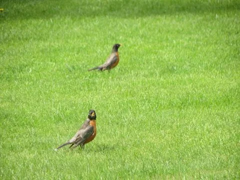 Birds Stock Photos