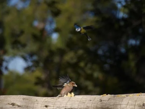 Birds 스톡 사진