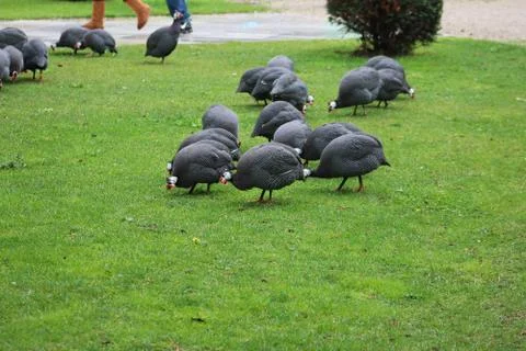 Birds Stock Photos