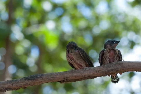 Birds Stock-Fotos