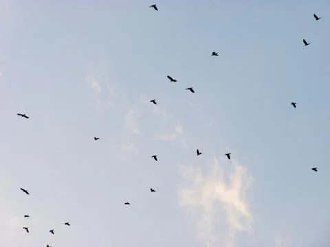 Birds Stock Photos