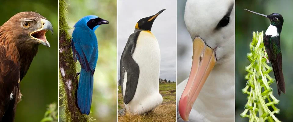 Birds Stock Photos