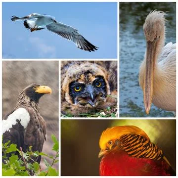 Birds 写真素材