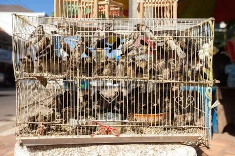 Birds Stock Photos