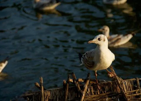 Birds Stock Photos