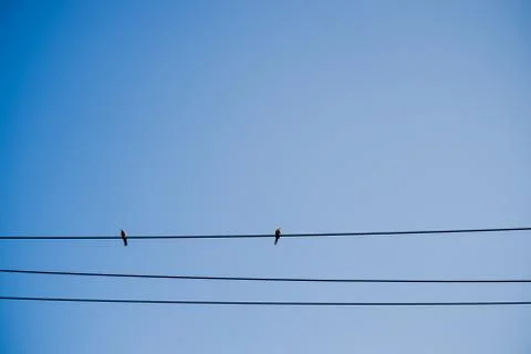 Birds Stock Photos