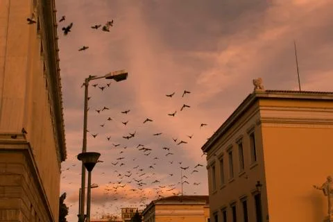 Birds Stock Photos
