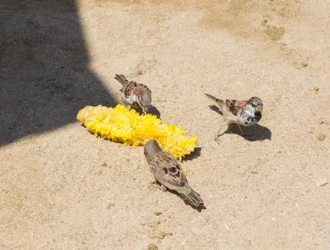 Birds Stock Photos
