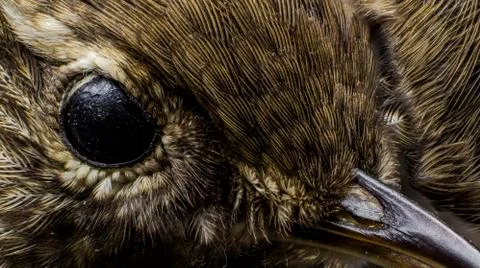 Birds Stock Photos