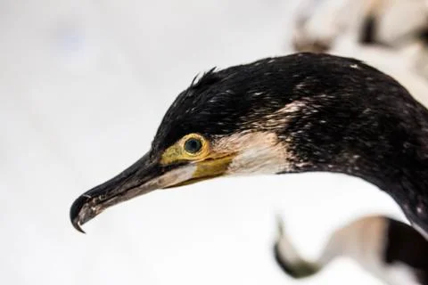 Birds Stock Photos