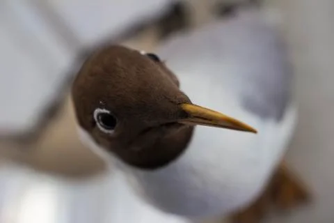 Birds Stock Photos