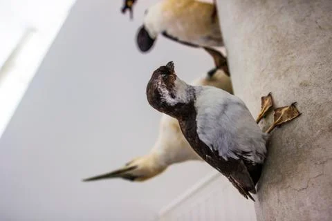 Birds Stock Photos