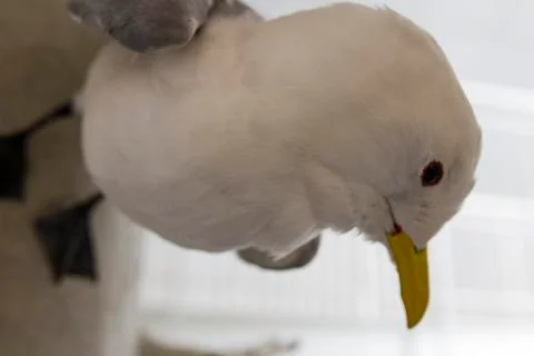 Birds Stock Photos