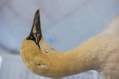 Birds Stock Photos