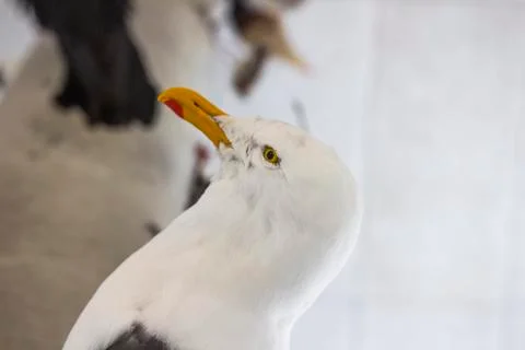 Birds Stock Photos