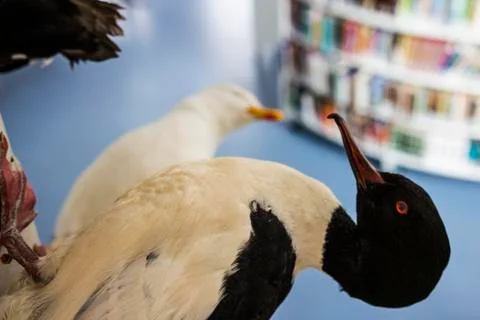 Birds Stock Photos