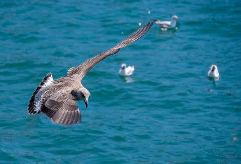 Birds Stock Photos