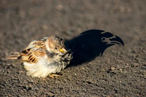 Birds Stock Photos