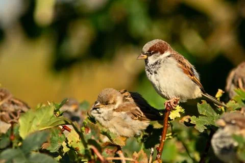 Birds Stock Photos