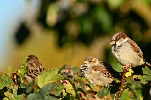 Birds Stock Photos